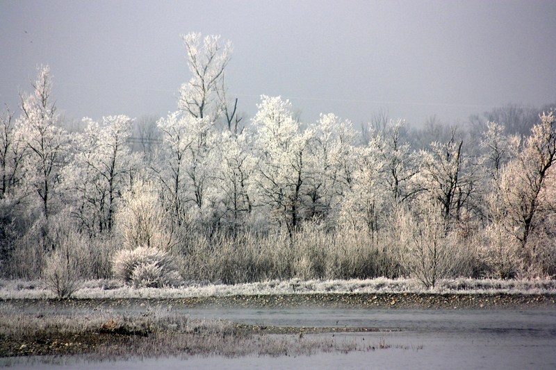 Alberi d''inverno... un invito